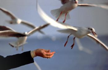 Mouettes à Menton